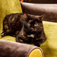 Подробнее об объявлении «Екатеринбург Найдена кошка» Фото: найдена кошка  «Екатеринбург Найдена кошка» в г. Екатеринбург