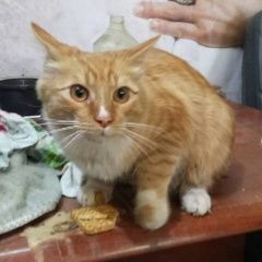 Подробнее об объявлении «Сургут Найден кот рыжий» Фото: найдена кошка  «Сургут Найден кот рыжий» в г. Сургут