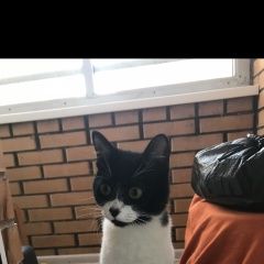 Подробнее об объявлении «Москва Найдена кошка» Фото: найдена кошка  «Москва Найдена кошка» в г. Москва