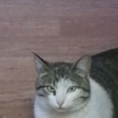 Подробнее об объявлении «Москва Найден кот» Фото: найдена кошка  «Москва Найден кот» в г. Москва