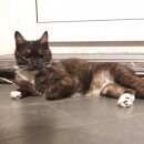 Подробнее об объявлении «Москва Найдена кошка» Фото: найдена кошка  «Москва Найдена кошка» в г. Москва