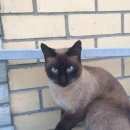 Подробнее об объявлении «Найден кот кастрат живет уже год в доме Лыткарино» Фото: найдена кошка Сиамская «Найден кот кастрат живет уже год в доме Лыткарино» в г. Лыткарино