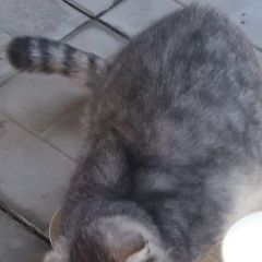 Подробнее об объявлении «Найдена кошка Новороссийск» Фото: найдена кошка  «Найдена кошка Новороссийск» в г. Новороссийск