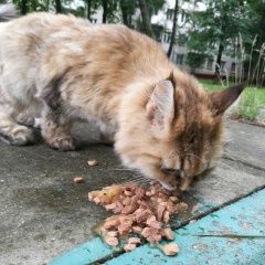 Подробнее об объявлении «Москва Найдена кошка стриженая под льва» Фото: найдена кошка  «Москва Найдена кошка стриженая под льва» в г. Москва