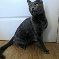 Подробнее об объявлении «Москва Найдена кошка» Фото: найдена кошка  «Москва Найдена кошка» в г. Москва