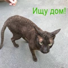 Подробнее об объявлении «Москва Найден кот корниш-рекс ищет хозяев» Фото: найдена кошка Корниш-рекс «Москва Найден кот корниш-рекс ищет хозяев» в г. Москва