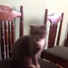 Подробнее об объявлении «Найдена кошка шотландской вислоухой Звенигород» Фото: найдена кошка Шотландская вислоухая «Найдена кошка шотландской вислоухой Звенигород» в г. Звенигород