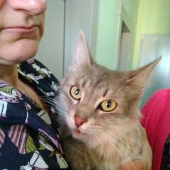 Подробнее об объявлении «Москва Найдена кошка очаково-матвеевское 16 мая» Фото: найдена кошка  «Москва Найдена кошка очаково-матвеевское 16 мая» в г. Москва