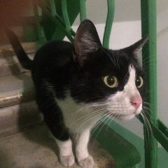 Подробнее об объявлении «Москва Найден кот» Фото: найдена кошка  «Москва Найден кот» в г. Москва