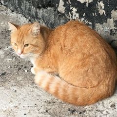 Подробнее об объявлении «Мурманск Найден кот» Фото: найдена кошка  «Мурманск Найден кот» в г. Мурманск