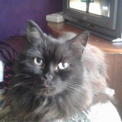 Подробнее об объявлении «Найдена кошка Балашиха» Фото: найдена кошка  «Найдена кошка Балашиха» в г. Балашиха