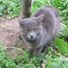 Подробнее об объявлении «Москва Найден кот русская голубая» Фото: найдена кошка Русская голубая «Москва Найден кот русская голубая» в г. Москва