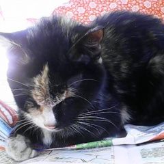 Подробнее об объявлении «Москва Найдена кошка ул.тайнинская-26» Фото: найдена кошка  «Москва Найдена кошка ул.тайнинская-26» в г. Москва