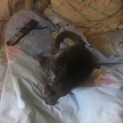 Подробнее об объявлении «Мытищи Найдена кошка» Фото: найдена кошка  «Мытищи Найдена кошка» в г. Мытищи