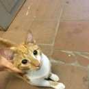 Подробнее об объявлении «Найден кот Троицк» Фото: найдена кошка  «Найден кот Троицк» в г. Троицк