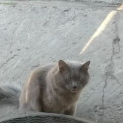 Подробнее об объявлении «Москва Найден кот т кот» Фото: найдена кошка Сибирская «Москва Найден кот т кот» в г. Москва