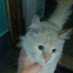 Подробнее об объявлении «Москва Найден кот  генерала тюленева 31» Фото: найдена кошка  «Москва Найден кот  генерала тюленева 31» в г. Москва