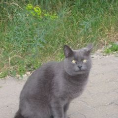 Подробнее об объявлении «Белгород Найден кот» Фото: найдена кошка  «Белгород Найден кот» в г. Белгород