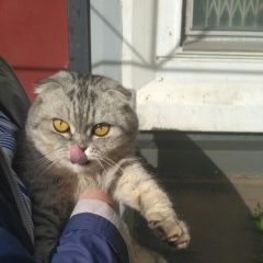 Подробнее об объявлении «Москва Найдена кошка» Фото: найдена кошка Шотландская вислоухая «Москва Найдена кошка» в г. Москва