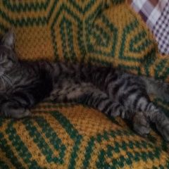 Подробнее об объявлении «Москва Найдена кошка тойгер» Фото: найдена кошка  «Москва Найдена кошка тойгер» в г. Москва