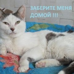 Подробнее об объявлении «Найдена кошка Нижний Новгород» Фото: найдена кошка  «Найдена кошка Нижний Новгород» в г. Нижний Новгород
