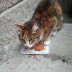 Подробнее об объявлении «Новоуральск (Свердловская обл.) Найдена кошка» Фото: найдена кошка  «Новоуральск (Свердловская обл.) Найдена кошка» в г. Новоуральск (Свердловская обл.)