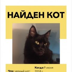 Подробнее об объявлении «Москва Найден кот» Фото: найдена кошка  «Москва Найден кот» в г. Москва