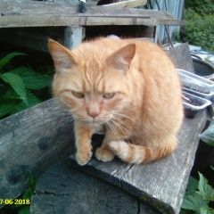 Подробнее об объявлении «Москва Найдена кошка рыжая британка» Фото: найдена кошка Британская короткошерстная «Москва Найдена кошка рыжая британка» в г. Москва