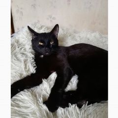 Подробнее об объявлении «Москва Найдена кошка печатники гурьянова» Фото: найдена кошка  «Москва Найдена кошка печатники гурьянова» в г. Москва