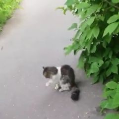 Подробнее об объявлении «Москва Найдена кошка» Фото: найдена кошка  «Москва Найдена кошка» в г. Москва