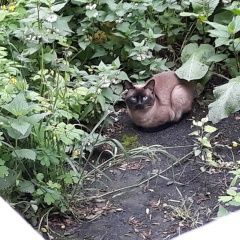 Подробнее об объявлении «Найдена кошка Королев» Фото: найдена кошка  «Найдена кошка Королев» в г. Королев
