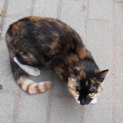 Подробнее об объявлении «Калининград (Кенигсберг) Найдена кошка» Фото: найдена кошка  «Калининград (Кенигсберг) Найдена кошка» в г. Калининград (Кенигсберг)