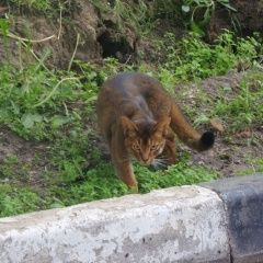 Подробнее об объявлении «Москва Найдена кошка» Фото: найдена кошка Абиссинская «Москва Найдена кошка» в г. Москва