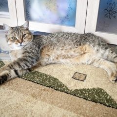 Подробнее об объявлении «Красноярск Найден кот» Фото: найдена кошка  «Красноярск Найден кот» в г. Красноярск