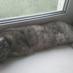 Подробнее об объявлении «Найдена кошка Оренбург» Фото: найдена кошка Шотландская вислоухая «Найдена кошка Оренбург» в г. Оренбург