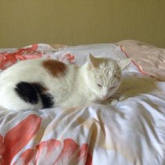 Подробнее об объявлении «Москва Найдена кошка» Фото: найдена кошка  «Москва Найдена кошка» в г. Москва