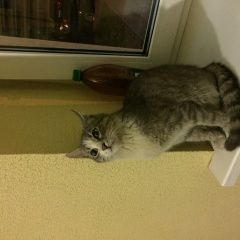 Подробнее об объявлении «Найден кот Троицк» Фото: найдена кошка  «Найден кот Троицк» в г. Троицк