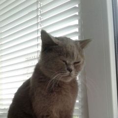 Подробнее об объявлении «Ставрополь Найдена кошка в районе пр. юности, 15.» Фото: найдена кошка Британская короткошерстная «Ставрополь Найдена кошка в районе пр. юности, 15.» в г. Ставрополь