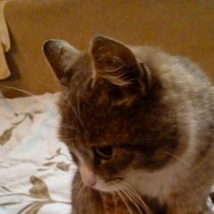 Подробнее об объявлении «Найден кот Зеленоград» Фото: найдена кошка  «Найден кот Зеленоград» в г. Зеленоград