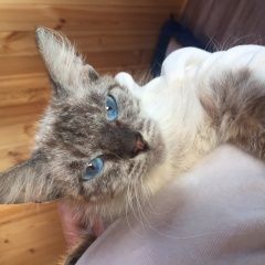 Подробнее об объявлении «Екатеринбург Найдена кошка» Фото: найдена кошка  «Екатеринбург Найдена кошка» в г. Екатеринбург