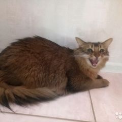 Подробнее об объявлении «Омск Найдена кошка сибирская кошка» Фото: найдена кошка  «Омск Найдена кошка сибирская кошка» в г. Омск