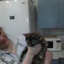 Подробнее об объявлении «Найдена кошка Москва» Фото: найдена кошка  «Найдена кошка Москва» в г. Москва