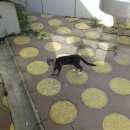 Подробнее об объявлении «Найдена кошка Ставрополь» Фото: найдена кошка  «Найдена кошка Ставрополь» в г. Ставрополь