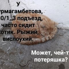 Подробнее об объявлении «Найден кот рыжий котик. нурмагамбетова, 130/1. Павлодар» Фото: найдена кошка Скоттиш фолд (шотландская вислоухая) «Найден кот рыжий котик. нурмагамбетова, 130/1....» в г. Павлодар