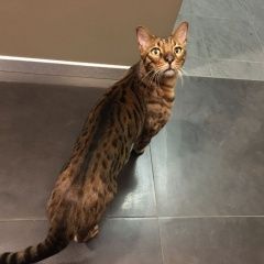 Подробнее об объявлении «Химки Найден кот бенгальский кот.» Фото: найдена кошка Бенгальская «Химки Найден кот бенгальский кот.» в г. Химки