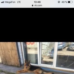 Подробнее об объявлении «Найдена собака кобель молодой кобель немецкая овчарка Красноярск» Фото: найдена собака Немецкая овчарка «Найдена собака кобель молодой кобель немецкая...» в г. Красноярск
