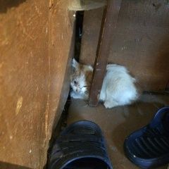 Подробнее об объявлении «Бердск Найден котёнок» Фото: найдена кошка  «Бердск Найден котёнок» в г. Бердск