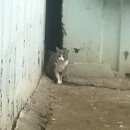 Подробнее об объявлении «Найдена кошка Набережные Челны» Фото: найдена кошка  «Найдена кошка Набережные Челны» в г. Набережные Челны