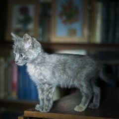 Подробнее об объявлении «Найдена кошка месячная малышка Королев» Фото: найдена кошка  «Найдена кошка месячная малышка Королев» в г. Королев