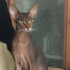Подробнее об объявлении «Москва Найдена кошка» Фото: найдена кошка  «Москва Найдена кошка» в г. Москва